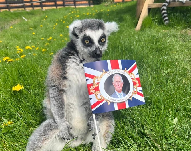 Folly Farm's mix of animals get ready for King's Coronation! tenby